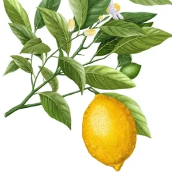 Carrière FrèresCitron de Syracuse - Citrus Syracusis Bougie Parfumée