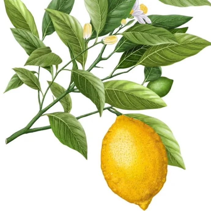 Carrière FrèresCitron de Syracuse - Citrus Syracusis Bougie Parfumée