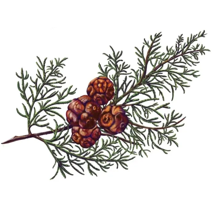 Carrière FrèresCyprès - Cupressus Bougie Parfumée