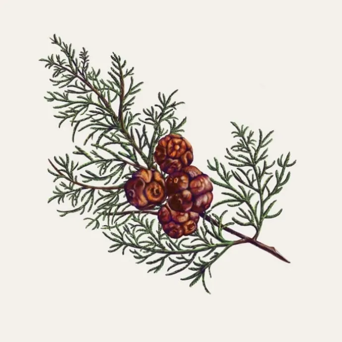 Carrière FrèresCyprès - Cupressus Palet Botanique