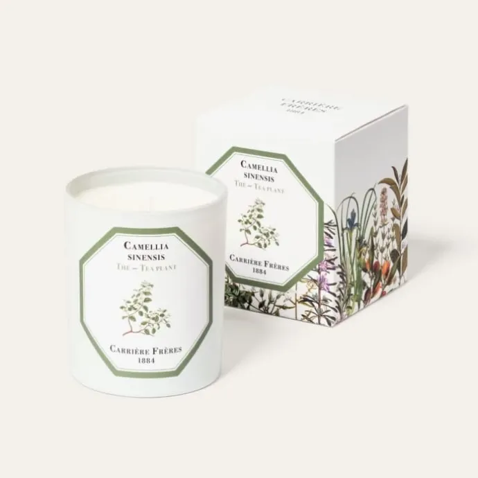 Carrière FrèresThé - Camelia Sinensis Bougie Parfumée