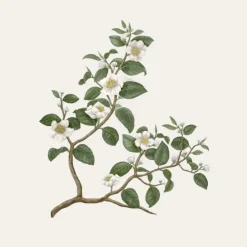 Carrière FrèresThé - Camelia Sinensis Bougie Parfumée