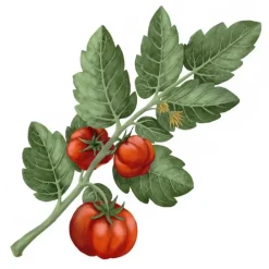 Carrière FrèresTomate - Lycopersicon Esculentum                Bougie Parfumée