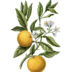 Carrière FrèresYuzu - Citrus Junos Bougie Parfumée