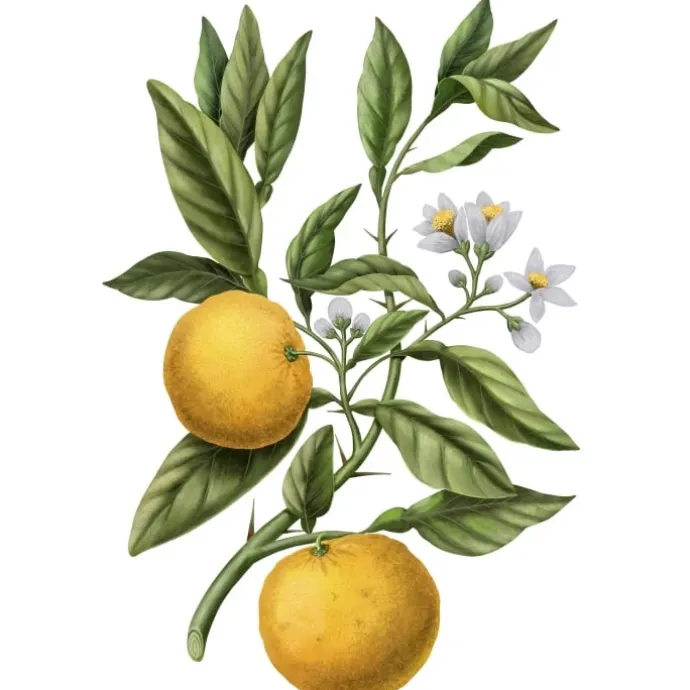 Carrière FrèresYuzu - Citrus Junos Bougie Parfumée