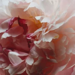 Jo MalonePeony & Blush Suede Cologne