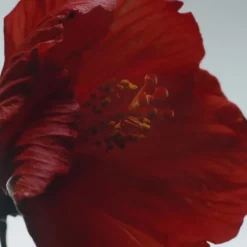 Jo MaloneRed Hibiscus Cologne Intense