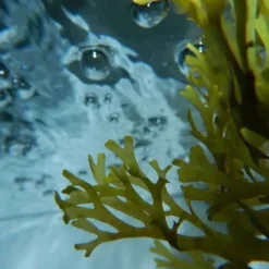 Urban KeratinOcean Therapy Sérum Marin aux Algues